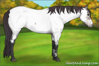 Horse Color:Platinum Bay Dun Appaloosa 