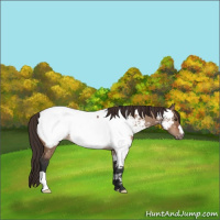 Horse Color:Brown Dun Appaloosa Brindle
