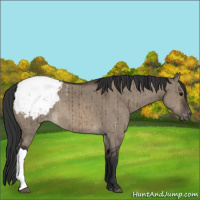 Horse Color:Brown Dun Appaloosa Brindle 