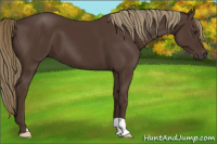Horse Color:Liver Chestnut 