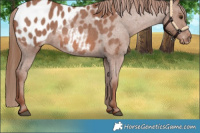 Horse Color:Red Roan Near Leopard 
