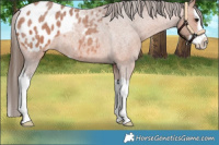 Horse Color:Bay Roan Splash Appaloosa 
