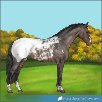 Horse Color:Brown Dun Snowcap Brindle 