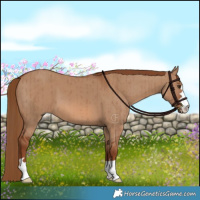 Horse Color:Red Dun Brindle 