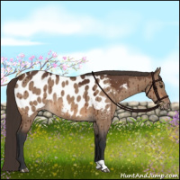 Horse Color:Bay Dun Appaloosa Brindle 