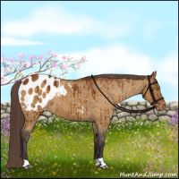 Horse Color:Buckskin Dun Blanket Brindle 