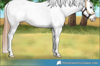 Horse Color:Bay Dun Appaloosa