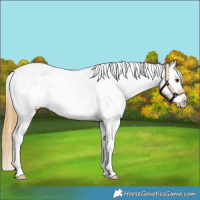 Horse Color:Buckskin Dun Appaloosa 