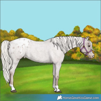 Horse Color:Silver Blue Roan Appaloosa Rabicano 