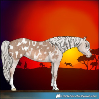 Horse Color:Red Dun Mushroom Appaloosa Brindle