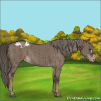 Horse Color:Liver Red Dun Mushroom Blanket Brindle 