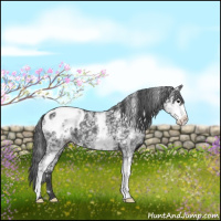 Horse Color:White Spotted Black Appaloosa 