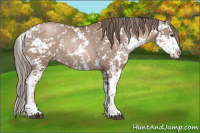 Horse Color:Black Pearl Mushroom Sabino Rabicano 