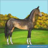 Horse Color:Buckskin 