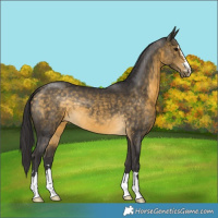 Horse Color:Buckskin 