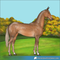 Horse Color:Chocolate Palomino 