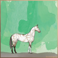 Horse Color:Gray Brown Pearl Dun Near Leopard Brindle 