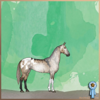 Horse Color:Gray Liver Red Dun Appaloosa Brindle 