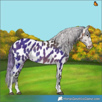 Horse Color:Brown Dun Appaloosa 