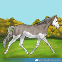 Horse Color:Silver Grullo Splash Rabicano 