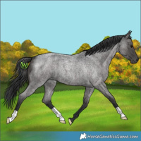Horse Color:Blue Roan 