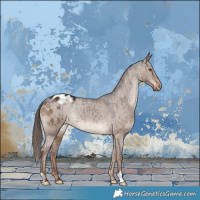 Horse Color:Liver Red Dun Appaloosa Brindle 