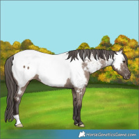 Horse Color:Liver Red Dun Appaloosa Brindle 
