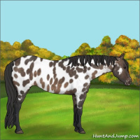 Horse Color:Brown Dun Appaloosa Brindle 