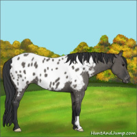 Horse Color:Grullo Appaloosa Brindle 