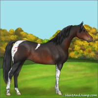 Horse Color:Brown Tobiano Rabicano 