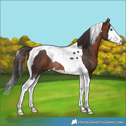 Horse Color:Bay Splash Tobiano Rabicano 