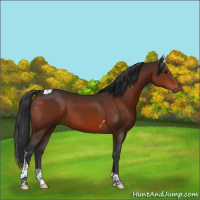 Horse Color:Bay Tobiano 