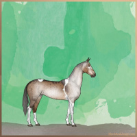Horse Color:Gray Liver Red Dun Tobiano Brindle 