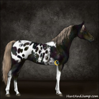 Horse Color:Midnight Chocolate Palomino Ice Tobiano Blanket