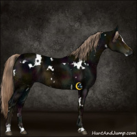 Horse Color:Gray White Spotted Midnight Chocolate Palomino Ice Sabino
