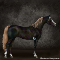 Horse Color:Midnight Liver Chestnut Ice Sabino 