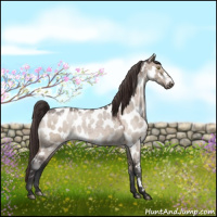 Horse Color:Brown Roan Dun Appaloosa 