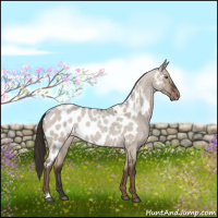 Horse Color:Liver Red Dun Roan Appaloosa 