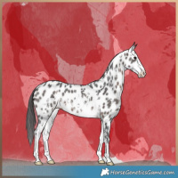 Horse Color:Brown Sabino Leopard 