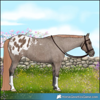 Horse Color:Liver Red Dun Appaloosa Brindle 
