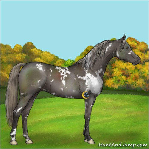 Horse Color:White Spotted Liver Chestnut Mushroom 