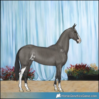 Horse Color:Grullo Sabino Brindle 