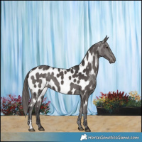 Horse Color:Smoky Black Sabino Near Leopard 