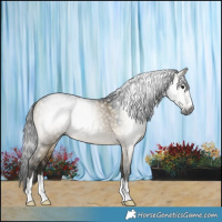 Horse Color:Gray Buckskin Dun 