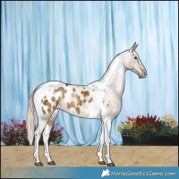 Horse Color:Chocolate Palomino Dun Tobiano Appaloosa Brindle 