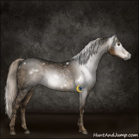 Horse Color:Gray White Spotted Chocolate Palomino Ice 