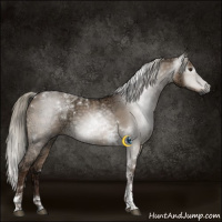 Horse Color:Gray Liver Red Dun Ice Tobiano Rabicano 