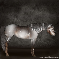 Horse Color:Gray White Spotted Liver Chestnut Ice