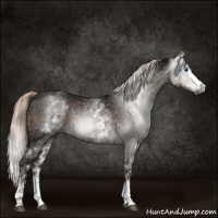 Horse Color:Gray White Spotted Liver Chestnut Ice Splash 