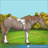 Horse Color:Black Ice Pearl Tobiano 